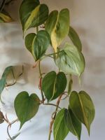 Philodendron Scandens Brasil Stecklinge Bayern - Gleißenberg Vorschau