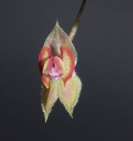 Lepanthes species knospig Orchidee Miniatur Blockkultur Sachsen - Pegau Vorschau
