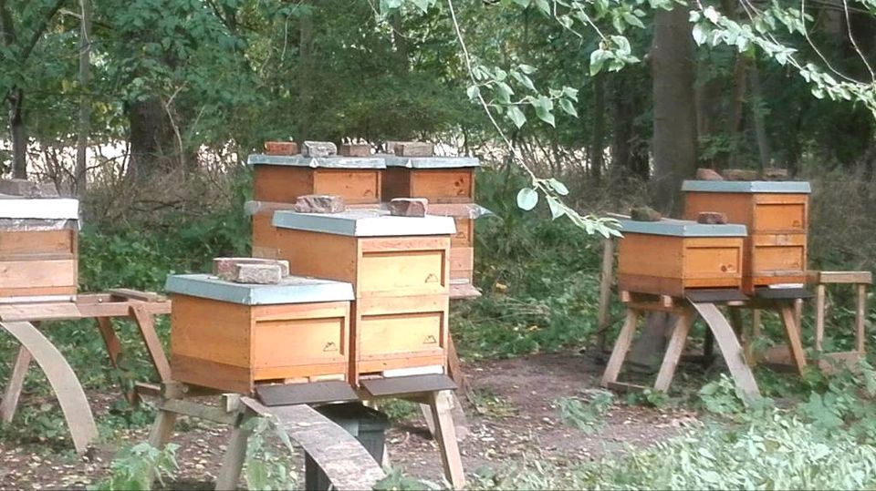 Carnica Bienen Bienenvölker Wirtschaftsvolk Zandermaß in Hemmingen