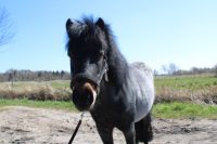 Ponystute sucht Pflege-/Reitbeteiligung Stapel (bei Husum) - Norderstapel Vorschau