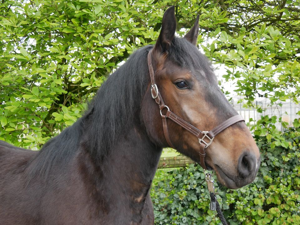 Cob Normand, Kaltblut Stute, Fahrpferd in Dorsten