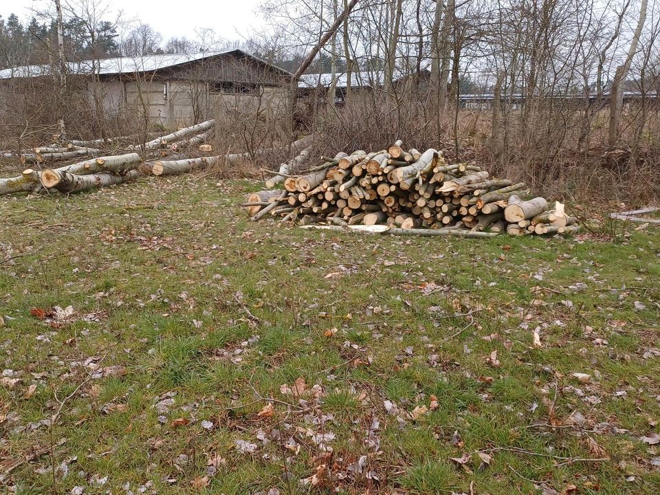 Feuerholz mischholz Pappelholz Kiefer Birke in Spremberg