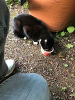 Zutrauliche Katze zugelaufen, Sichtung schon länger Bayern - Wiesentheid Vorschau