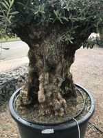 alte Olivenbäume, Olea europea, Ölbaum Thüringen - Straußfurt Vorschau