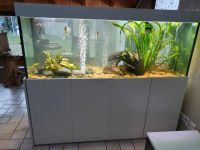 Mega schönes großes Aquarium komplett Thüringen - Bleicherode Vorschau