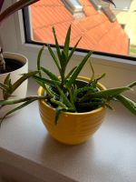 Aloe Vera  Pflanze mit Übertopf Bayern - Regensburg Vorschau