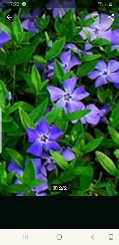 Vinca minor­, violette Blüte, wie auf Bild Nr. 1 in Bietigheim-Bissingen