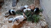 Kostenlose Aufnahme von Kaninchen / Meerschweinchen Rheinland-Pfalz - Glees Vorschau