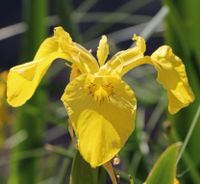 Gelbe Sumpfiris Teichpflanze Uferpflanze Niedersachsen - Haren (Ems) Vorschau