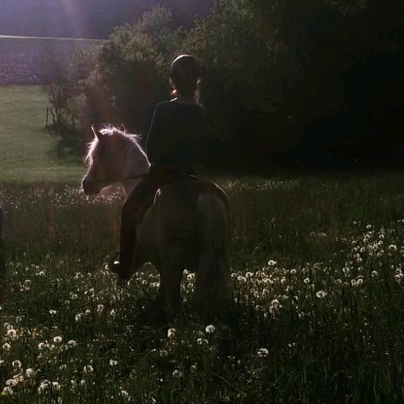 Haflinger Wallach in Wald