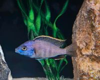 Placidochromis Milomo Bayern - Mallersdorf-Pfaffenberg Vorschau