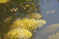 Scheibenbarsch - Enneacanthus chaetodon, Fische, Gartenteich Brandenburg - Oranienburg Vorschau