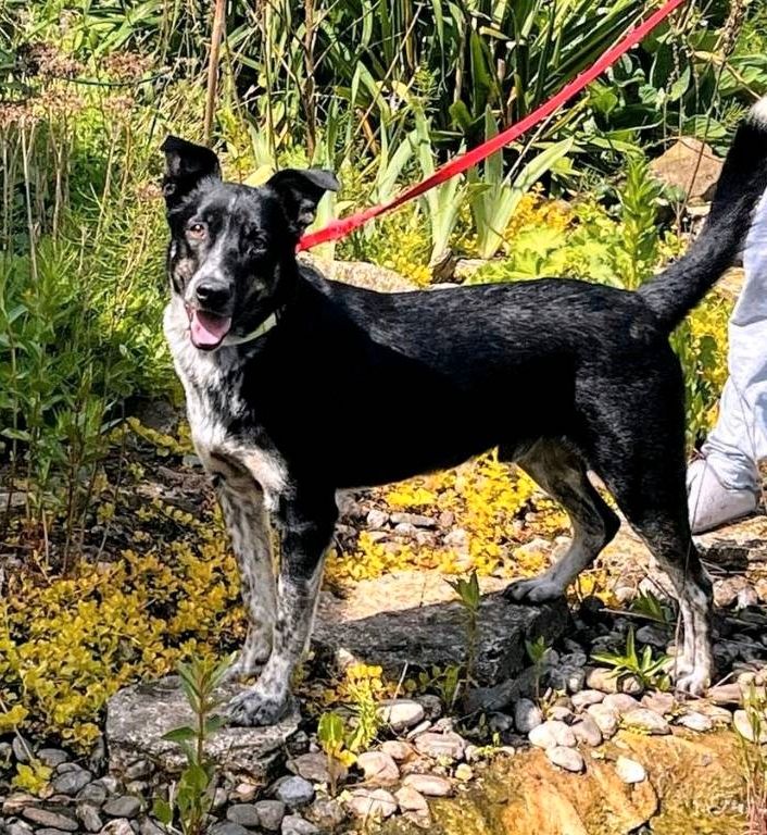 Verschmuster Charly sucht seine ❤️Menschen❤️ in Elsfleth