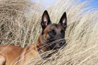 Ferienwohnung für den Urlaub mit Hund in Greetsiel an der Nordsee Krummhörn - Greetsiel Vorschau