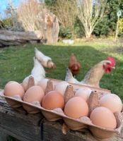 Frische Eier von glücklichen Hühnern Baden-Württemberg - Aitrach Vorschau