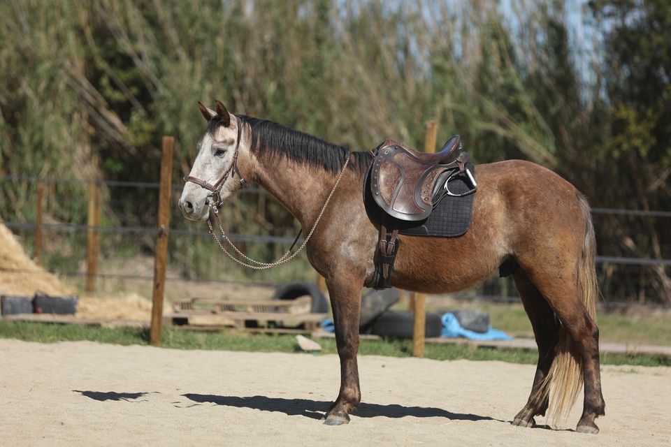 Lieber Quarter Horse Araber PRE Appaloosa Wallach 3 Jahre, 1,52m in Limburgerhof