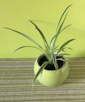 GRÜNLILIE 1,50€ ‼️ CHLOROPHYTUM ABLEGER PFLANZE NACHZUCHT Rheinland-Pfalz - Heßheim Vorschau