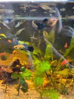 Fische für‘s Aquarium, Guppys Bayern - Michelsneukirchen Vorschau