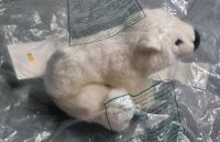 Steiffbär  "Knut aus dem Berliner Zoo" Kreis Ostholstein - Bad Schwartau Vorschau