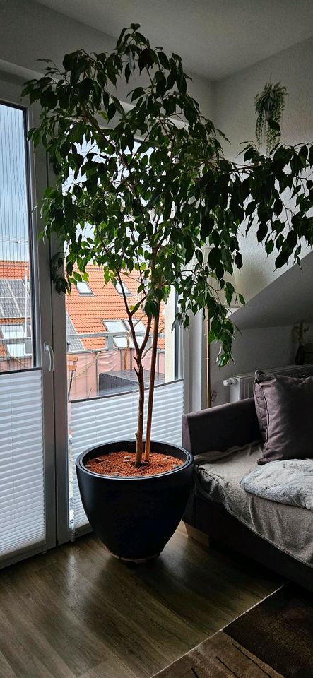 Ficus sucht neues Zuhause in Bargeshagen