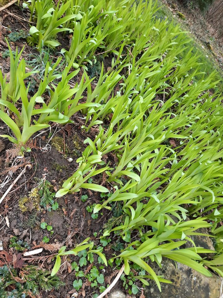 Lilien "Taglilie" orange Garten Pflanze Stauden in Laupheim