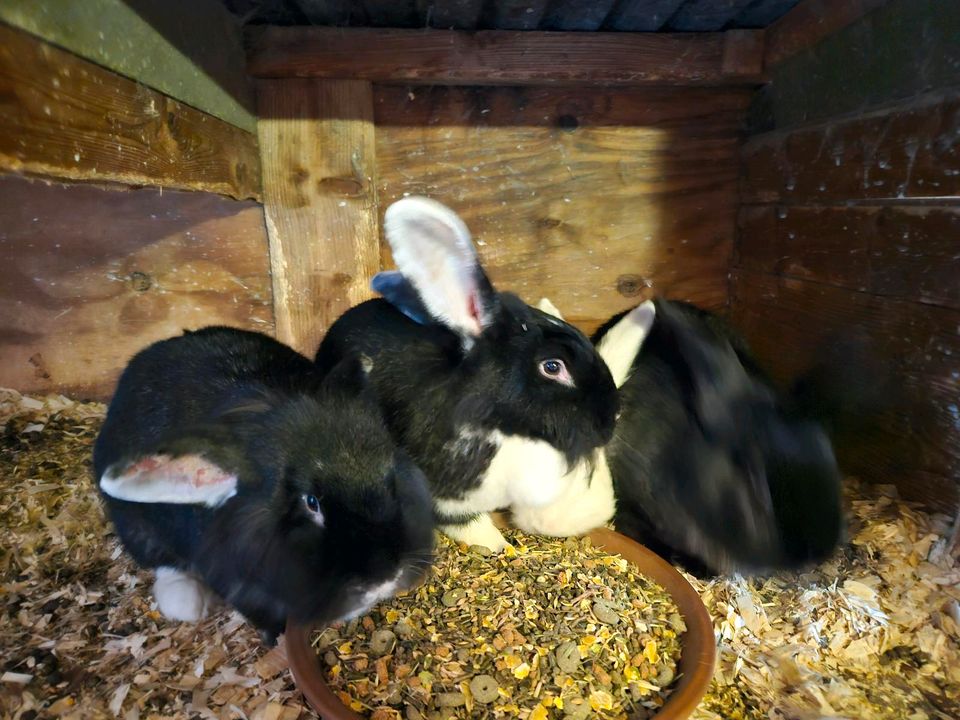 Kaninchen, Löwenköpfchen-Mixe in Laar (Vechte)