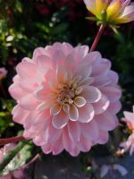 ❁ Dahlien Knollen Blumen rosa und magenta großblumig Bad Doberan - Landkreis - Schwaan Vorschau