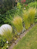 Federgras Ponytails- stipa tenuissima Essen - Huttrop Vorschau