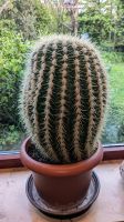 Kaktus 30 Jahre groß Schwiegermuttersitz (Echinocactus grusonii) Nordrhein-Westfalen - Wesel Vorschau