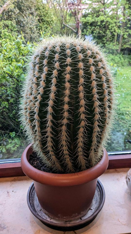 Kaktus 30 Jahre groß Schwiegermuttersitz (Echinocactus grusonii) in Wesel