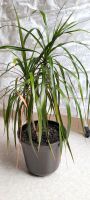 Drachenbaum (Dracaena) ca. 50 cm hoch im 22 cm Geli Pflanztopf Baden-Württemberg - Plochingen Vorschau