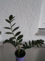 Glücksfeder, Zimmerpflanze, Grünpflanze Kr. München - Haar Vorschau