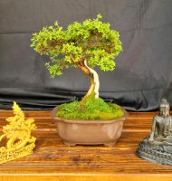 Bonsai Potentilla Bayern - Ottobeuren Vorschau