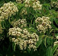 Bienenbaum 60-80cm - Euodia hupehensis Niedersachsen - Bad Zwischenahn Vorschau