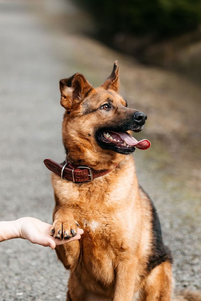 Tierschutz - Barney  sucht die beste Familie! in Hamburg