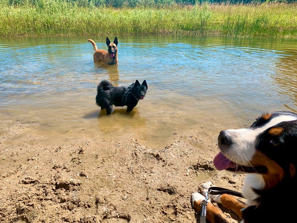 HuTa Hundetagesstätte Hundetraining Hundebetreuung  DogWalker in Krefeld