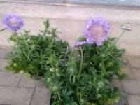 Skabiose / Scabiosa / Staude / Winterhart Nordrhein-Westfalen - Bocholt Vorschau