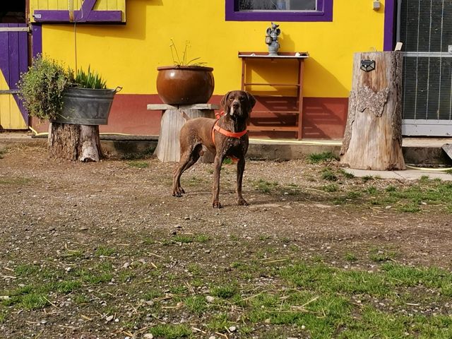 Traumhund BOSCO sucht sein aktives Zuhause in Rottenburg a.d.Laaber