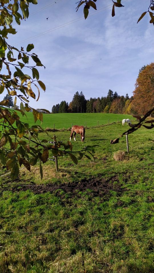 Pflegebeteiligung für braves Endmaßpony gesucht in Großweil