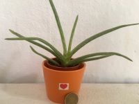 Essbare echte Aloe Vera barbadensis Miller 'Sweet' Pflanzen Bio Berlin - Mitte Vorschau