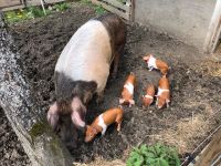 Ferkel Rotbunte Husumer Duroc Läufer Hessen - Ehrenberg (Rhön) Vorschau