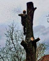 Baum Fällung Baumklettern Baumpflege Sturmschaden Schleswig-Holstein - Damendorf Vorschau