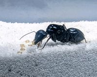 Camponotus japonicus Königin und Brut Ameise vom Antstore Antcube Niedersachsen - Seelze Vorschau