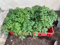 Tomatenpflanzen Sachsen - Königsbrück Vorschau