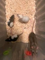 Ratten Jungtiere zu verkaufen Sachsen - Bautzen Vorschau