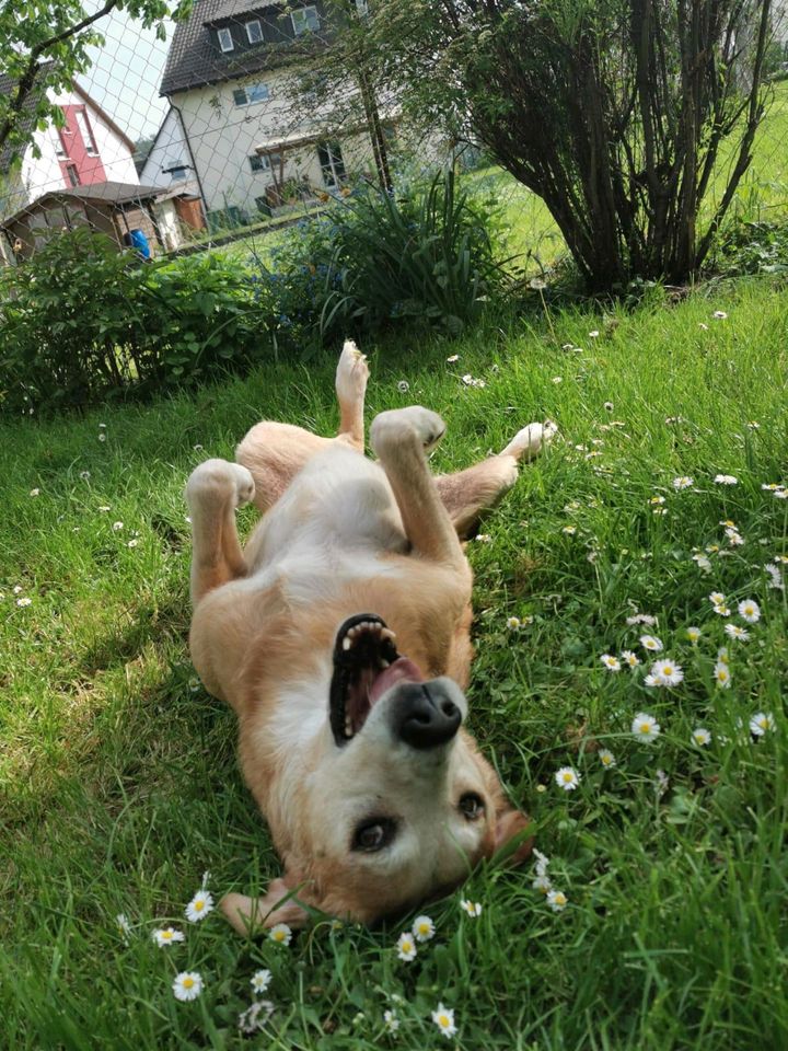 SULTAN Labrador Retriever Mischling Tierschutz Rüde in Remseck am Neckar