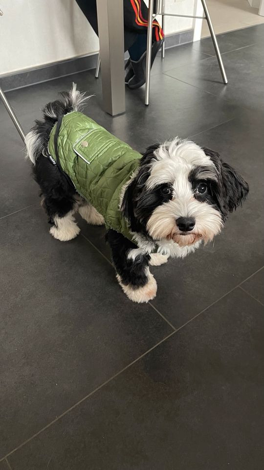 Winterjacke für Hunde in Kemnitz