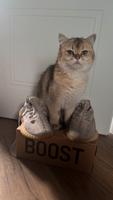 Yeezy Boost 350 V2. Brandenburg - Potsdam Vorschau