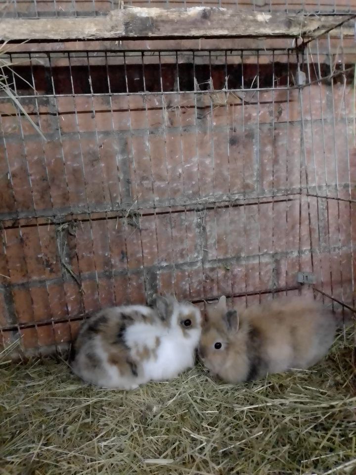 Zwergkaninchen abzugeben in Barnstorf