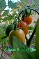 Bio Tomaten Jungpflanzen Raritäten Baden-Württemberg - Konstanz Vorschau